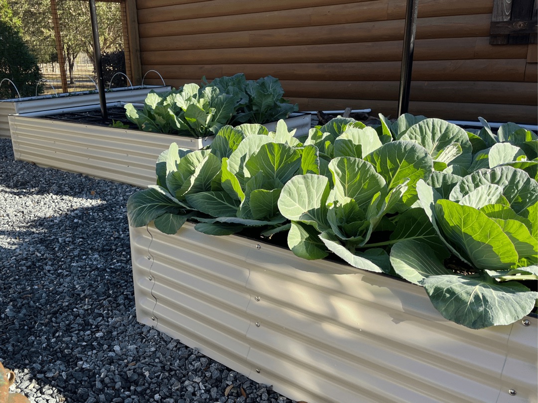 Cabbages growing in cream corrugated steel raised bed