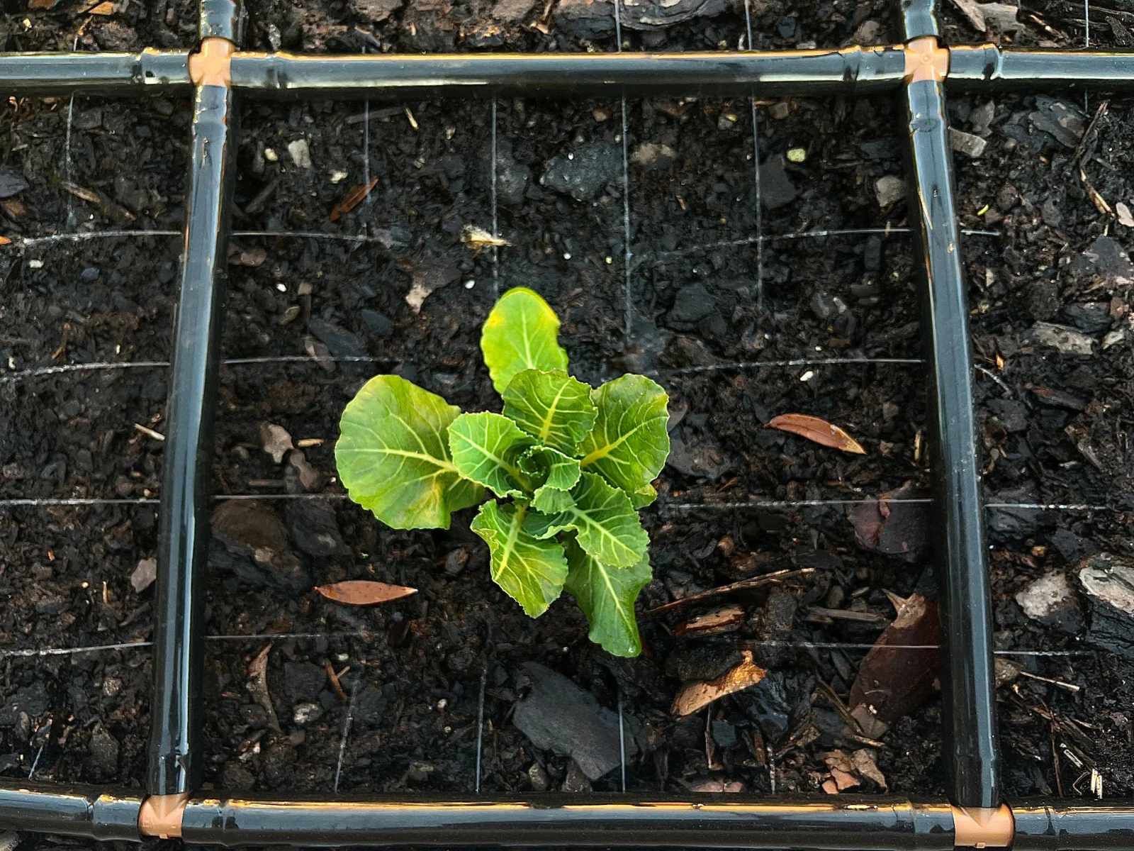 Drip irrigation grid above a young brassica seedling in a raised bed